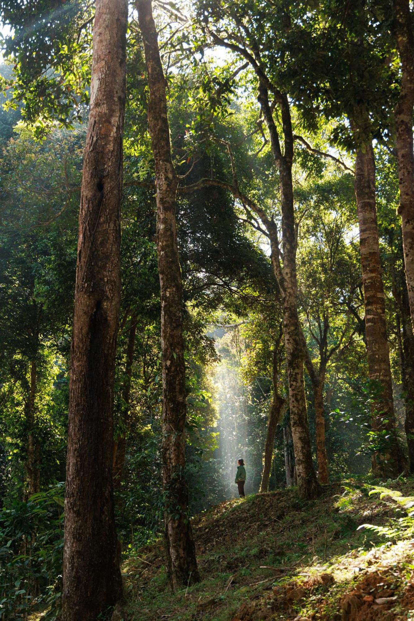 Jungle Park Resort By Greenescapes ไวทีรี ภายนอก รูปภาพ